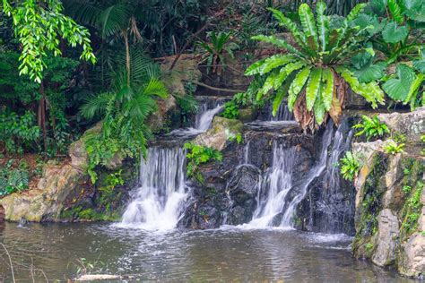 Wallpaper Jurong Bird Park Singapore waterfall - free pictures on Fonwall