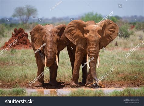 Family Elephants On African Savannah Stock Photo 1256667034 | Shutterstock