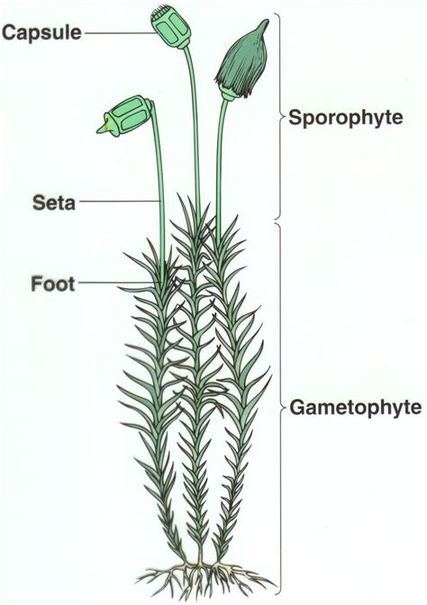 Moss Diagram: Biology | Biology plants, Evolution of plants, Plant science