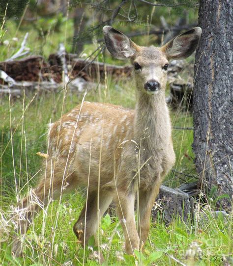 Mule Deer Fawn Photograph by Sharon Marcella Marston | Fine Art America