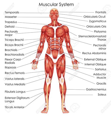 The Muscular System | Human muscular system, Muscular system, Human ...