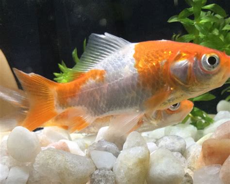 Goldfish Diseases: How to Tell If Your Goldfish Is Sick | UK Pets