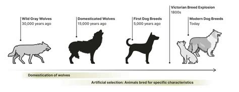 Why are modern dog breeds so different from one another?