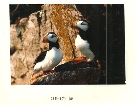 (1986) Horned Puffins | Credit: USFWS Source and Contact: Ko… | Flickr