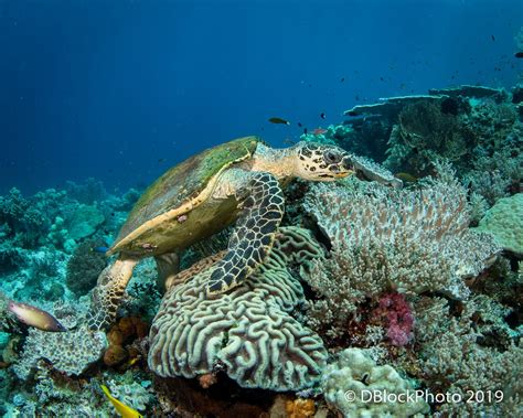 Underwater Ocean Life