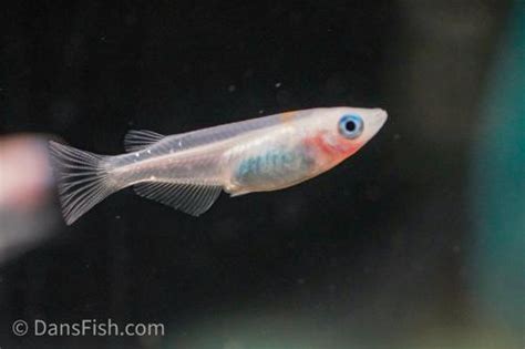 Galaxy Medaka Ricefish (Oryzias latipes) - Dan's Fish