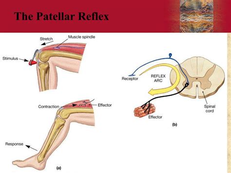 PPT - Neural Organization and Simple Reflexes PowerPoint Presentation ...