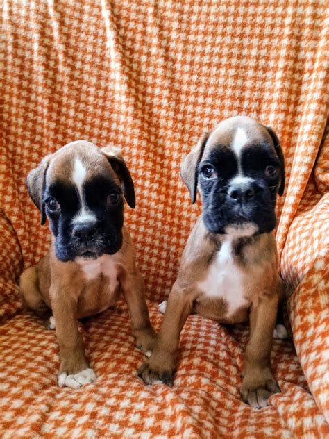 Boxer Puppies For Sale | Saratoga Road, Glenville, NY #302137