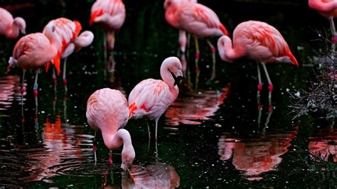 4K Flamingo Wallpapers - Top Free 4K Flamingo Backgrounds - WallpaperAccess