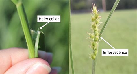 Sandbur Control in Bermudagrass Pasture | Oklahoma State University