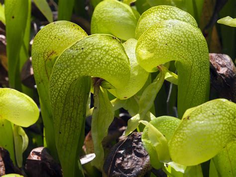 Bug Eating Plants Carnivorous Plants