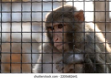 5,202 Apes behavior 이미지, 스톡 사진 및 벡터 | Shutterstock