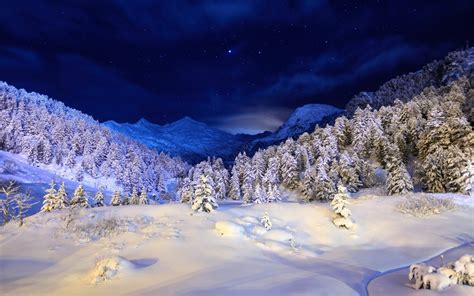 Winter Forest Night Sky HD wallpaper