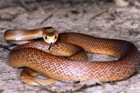 Types of Taipan Snake Species - Characteristics of Venomous Taipan ...