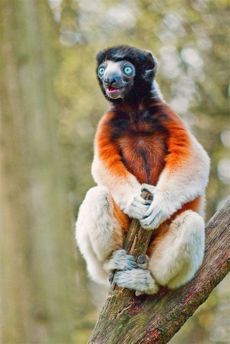 a brown and white monkey sitting on top of a tree branch