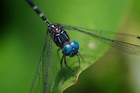 Blue dragonfly - Pentax User Photo Gallery