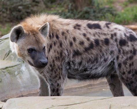 Spotted hyena : Colchester : 18 Oct 2014 - ZooChat