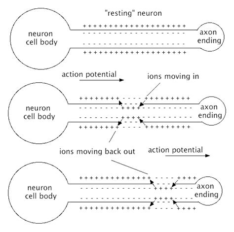 Neuron Diagram Blank - General Wiring Diagram