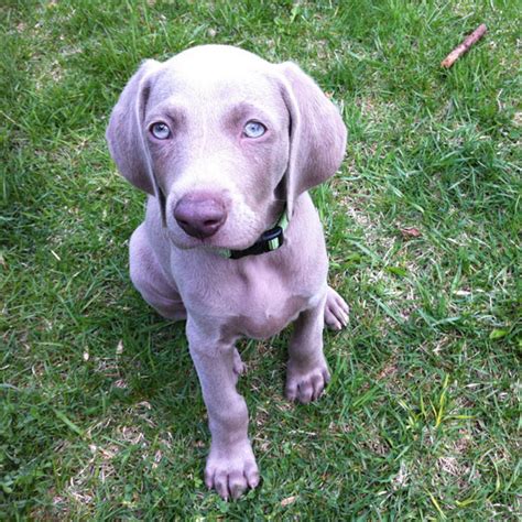 Surrender to the Hypnotic Eyes of These Weimaraner Puppies