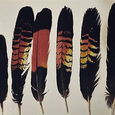 Black Cockatoo feathers. The spirit bird the dream weaver using these ...