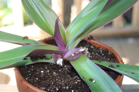 Propagating Moses Plant from Cuttings (Moses in the Cradle) – Life on Lady Slipper Lane