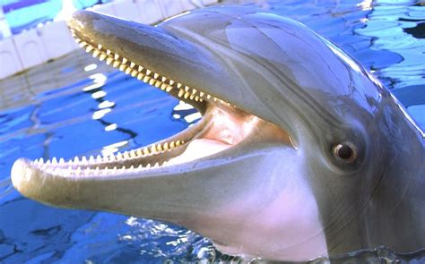 Dolphin Facts, Types, Classification, Habitat, Diet, Adaptations