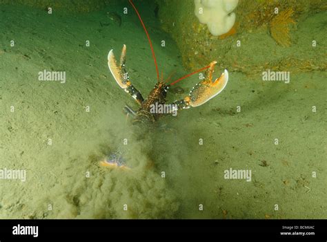 European lobster in North Brittany Stock Photo - Alamy