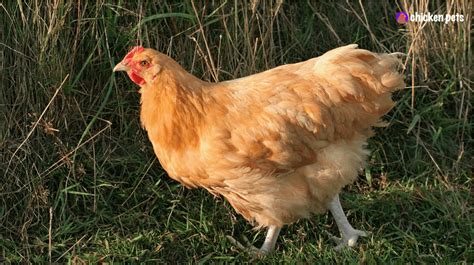 Orpington Chicken Breed. What is it? - Chicken Pets