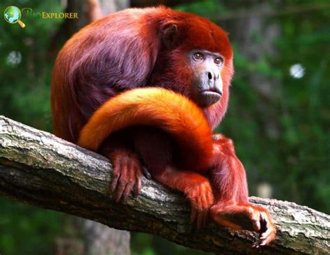 Red howler monkey Characteristics | Alouatta seniculus Diet & Facts