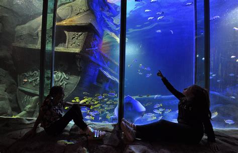 Sneak peek inside Exploris aquarium - Belfast Live