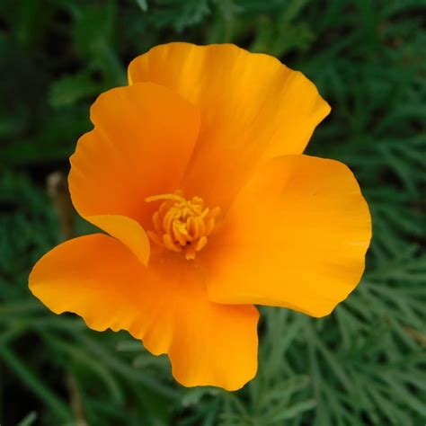 Poppy - California – Pinetree Garden Seeds