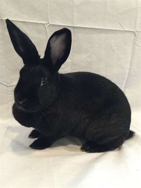 Living with a House Rabbit - "Tails" of Rescued Rabbits - Pickerington Public Library