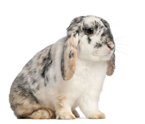 How to Care for a Pet French Lop Rabbit