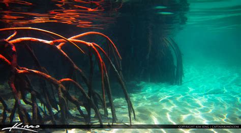 Red Mangrove Roots Underwater at Jupiter | HDR Photography by Captain Kimo