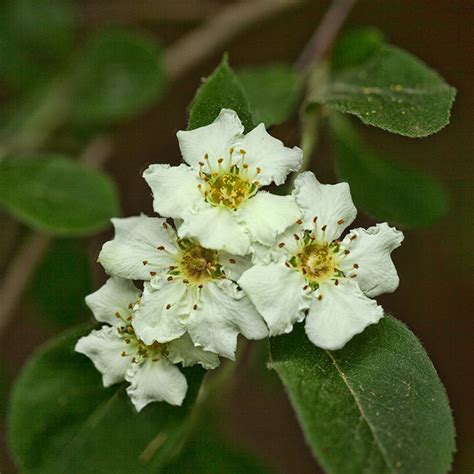 Stern's Medlar - Encyclopedia of Arkansas