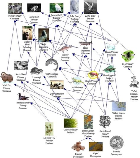 Food Webs and Food Chains - Alaskan Tundra