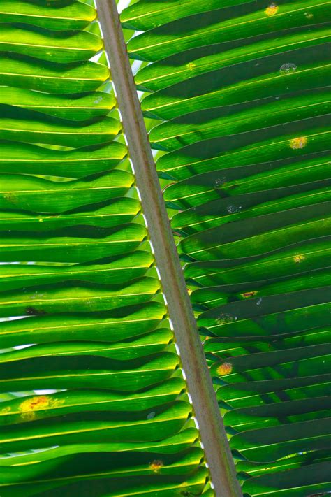 Palm Tree Leaf Pattern Free Stock Photo - Public Domain Pictures