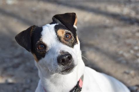 20 Jack Russell Terrier Mixed Breeds (With Info & Pictures) | Hepper