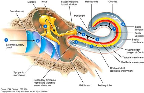 Sound waves and ear canal mechanism. | otoscopy | Ear anatomy, Human ...