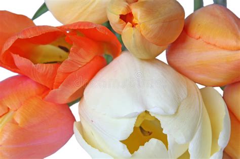 White and orange tulips stock photo. Image of occasion - 13509294