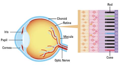 Inherited Retinal Diseases - Prevent Blindness