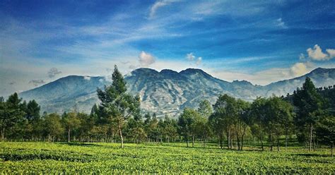 Kebun Teh Tambi Dengan Pemandangan Yang Mempesona