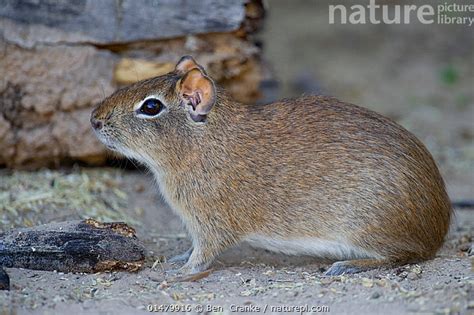 Stock photo of Brazilian Guinea Pig (Cavia aparea) Piaui, Brazil July ...