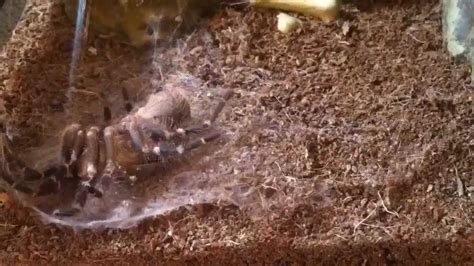 Time Lapse: Tarantula Molting - YouTube