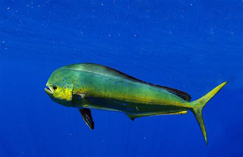 Z Mahi Mahi - Blue Juice Charters Reservations