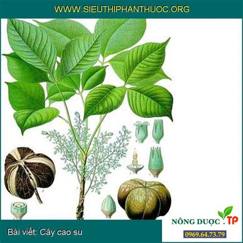 Những điều cần biết về Cây cao su - SIÊU THỊ PHÂN THUỐC