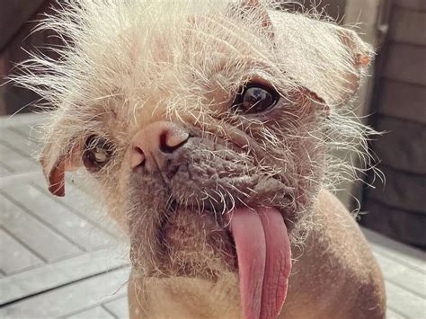 Ugly-Cute ugly cute dog breeds that will surprise you