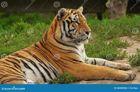 China Northeast Tiger in Harbin Tiger Park, China Stock Photo - Image ...