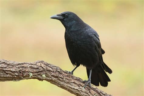 7 Reasons Why Crows Always Caw (And How To Stop Them) - Pest Pointers