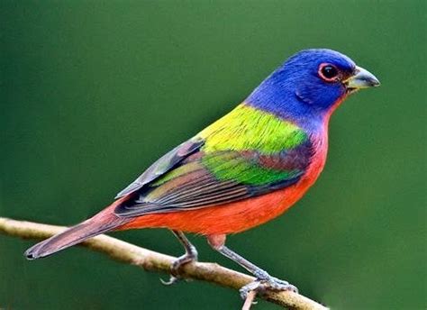 The painted bunting is a species of bird in the Cardinal family ...